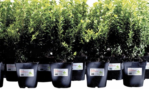 Etiket Avery L4774-20 99.1x139mm polyester wit 80 stuks-2