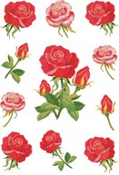 Etiket Herma rozen-3