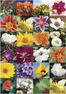 Etiket HERMA 3818 bloem paars-2