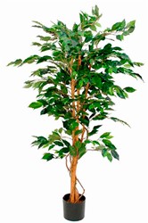 Sierplant Ficus Benjamina 150cm
