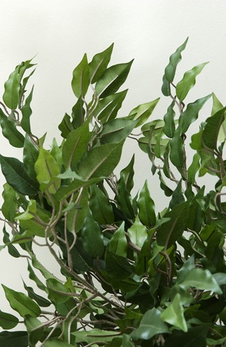 Sierplant Ficus Benjamina 150cm-2