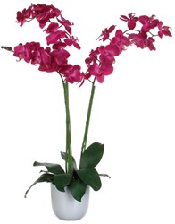 Sierplant Orchidee phaleaenopsis 60cm   (leverbaar in 2 kleuren)