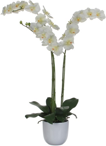Sierplant Orchidee phaleaenopsis 60cm   (leverbaar in 2 kleuren) - Wit